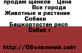 продам щенков › Цена ­ 15 000 - Все города Животные и растения » Собаки   . Башкортостан респ.,Сибай г.